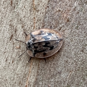 Tenebrionidae (family) at Barrington Tops National Park - 18 Dec 2023 06:11 PM