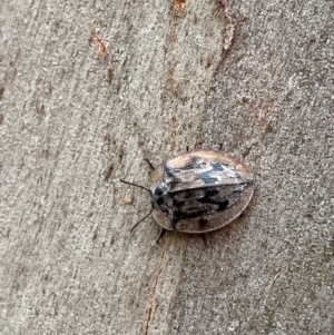 Tenebrionidae (family) at Barrington Tops National Park - 18 Dec 2023 06:11 PM