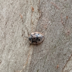 Tenebrionidae (family) at Barrington Tops National Park - 18 Dec 2023 06:11 PM