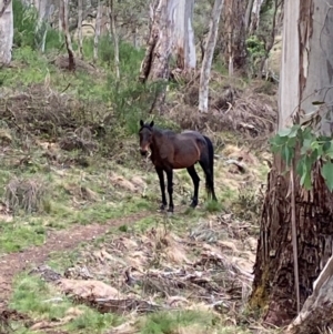 Equus caballus at Barrington Tops National Park - 18 Dec 2023 06:08 PM