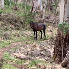 Equus caballus at Barrington Tops National Park - 18 Dec 2023 06:08 PM