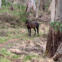 Equus caballus at Barrington Tops National Park - 18 Dec 2023