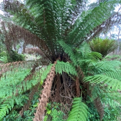 Dicksonia antarctica (Soft Treefern) at Moonan Brook, NSW - 18 Dec 2023 by Tapirlord