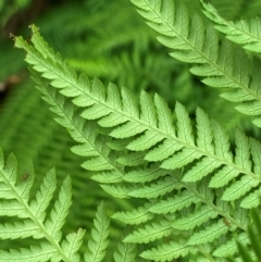 Dicksonia antarctica at Barrington Tops National Park - suppressed