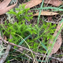 Austrolycopodium fastigiatum (Alpine Club Moss) at Barrington Tops National Park - 18 Dec 2023 by Tapirlord