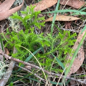 Austrolycopodium fastigiatum at Barrington Tops National Park - 18 Dec 2023