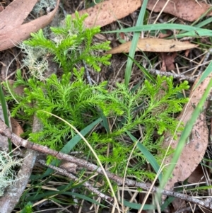 Austrolycopodium fastigiatum at Barrington Tops National Park - 18 Dec 2023 05:57 PM