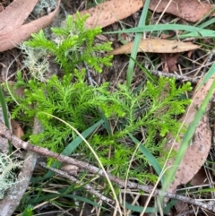 Lycopodium fastigiatum (Alpine Club Moss) at Moonan Brook, NSW - 18 Dec 2023 by Tapirlord