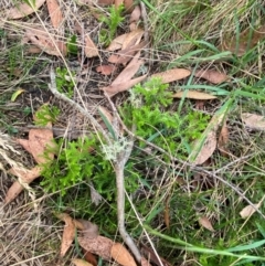 Austrolycopodium fastigiatum at Barrington Tops National Park - 18 Dec 2023