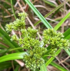 Scirpus polystachyus (Large-head Club-rush) at Moonan Brook, NSW - 18 Dec 2023 by Tapirlord