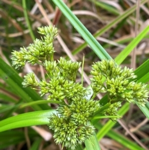 Scirpus polystachyus at Barrington Tops National Park - 18 Dec 2023