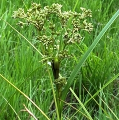 Scirpus polystachyus at Barrington Tops National Park - 18 Dec 2023