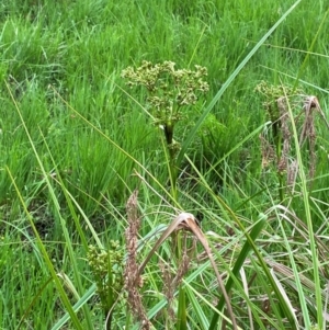 Scirpus polystachyus at Barrington Tops National Park - 18 Dec 2023