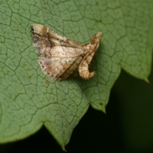 Scenedra decoratalis at Downer, ACT - 1 Feb 2024