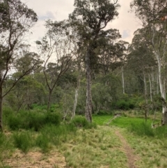 Eucalyptus dalrympleana subsp. heptantha (Mountain Gum) at Moonan Brook, NSW - 18 Dec 2023 by Tapirlord