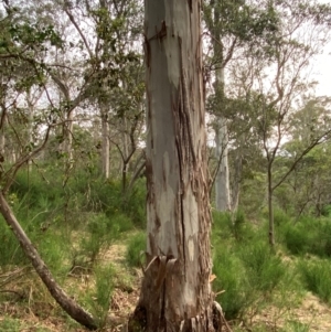 Eucalyptus dalrympleana subsp. heptantha at Barrington Tops National Park - 18 Dec 2023