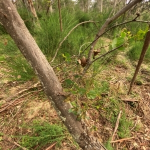 Eucalyptus dalrympleana subsp. heptantha at Barrington Tops National Park - 18 Dec 2023