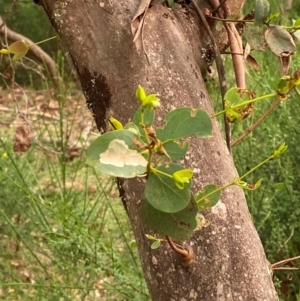 Eucalyptus dalrympleana subsp. heptantha at Barrington Tops National Park - 18 Dec 2023