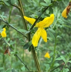 Cytisus scoparius subsp. scoparius (Scotch Broom, Broom, English Broom) at Barrington Tops National Park - 18 Dec 2023 by Tapirlord