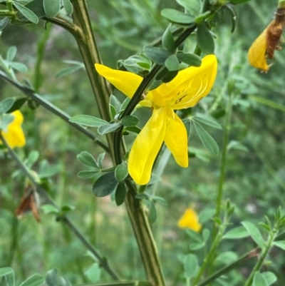 Cytisus scoparius subsp. scoparius (Scotch Broom, Broom, English Broom) at Barrington Tops National Park - 18 Dec 2023 by Tapirlord