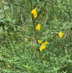 Cytisus scoparius subsp. scoparius at Barrington Tops National Park - 18 Dec 2023