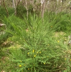 Cytisus scoparius subsp. scoparius at Barrington Tops National Park - 18 Dec 2023