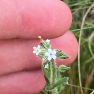 Myosotis australis at Barrington Tops National Park - 18 Dec 2023 05:51 PM