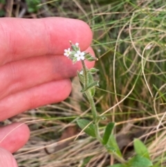 Myosotis australis at Barrington Tops National Park - 18 Dec 2023 05:51 PM