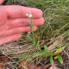 Myosotis australis at Barrington Tops National Park - 18 Dec 2023 05:51 PM