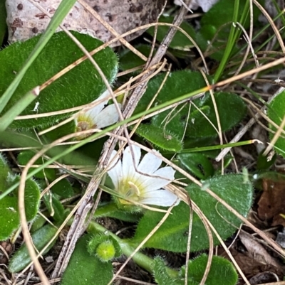 Scaevola hookeri (Creeping Fanflower) at Barrington Tops National Park - 18 Dec 2023 by Tapirlord