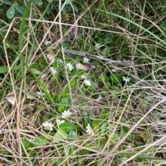 Scaevola hookeri at Barrington Tops National Park - 18 Dec 2023