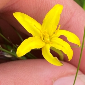 Hypoxis hygrometrica var. hygrometrica at Barrington Tops National Park - 18 Dec 2023