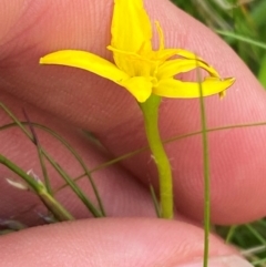 Hypoxis hygrometrica var. hygrometrica at Barrington Tops National Park - 18 Dec 2023 05:45 PM