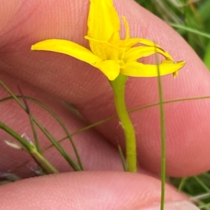 Hypoxis hygrometrica var. hygrometrica at Barrington Tops National Park - 18 Dec 2023