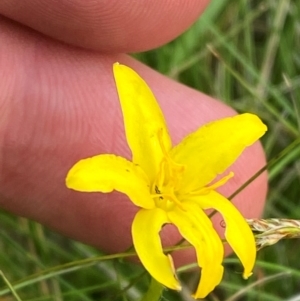 Hypoxis hygrometrica var. hygrometrica at Barrington Tops National Park - 18 Dec 2023