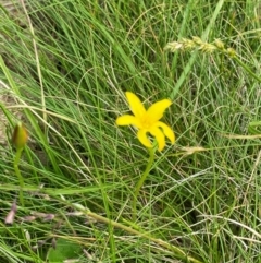 Hypoxis hygrometrica var. hygrometrica at Barrington Tops National Park - 18 Dec 2023