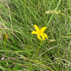 Hypoxis hygrometrica var. hygrometrica at Barrington Tops National Park - 18 Dec 2023