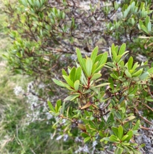 Tasmannia glaucifolia at Barrington Tops National Park - 18 Dec 2023