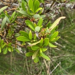 Tasmannia glaucifolia at Barrington Tops National Park - suppressed