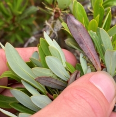 Tasmannia glaucifolia at Barrington Tops National Park - 18 Dec 2023
