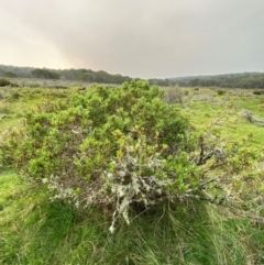 Tasmannia glaucifolia at Barrington Tops National Park - suppressed