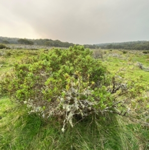 Tasmannia glaucifolia at Barrington Tops National Park - 18 Dec 2023