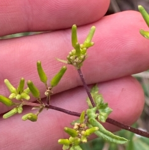 Senecio minimus at Barrington Tops National Park - 18 Dec 2023 05:41 PM