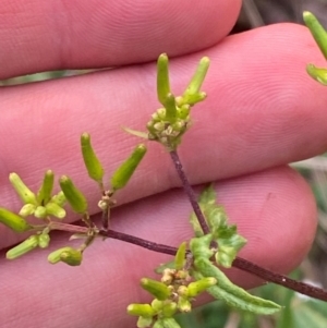 Senecio minimus at Barrington Tops National Park - 18 Dec 2023