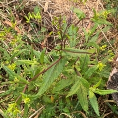 Senecio minimus at Barrington Tops National Park - 18 Dec 2023