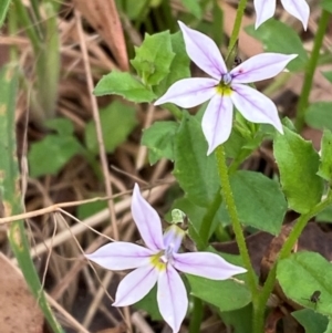 Lobelia pedunculata at Barrington Tops National Park - 18 Dec 2023 05:40 PM