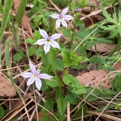 Lobelia pedunculata at Barrington Tops National Park - 18 Dec 2023 05:40 PM