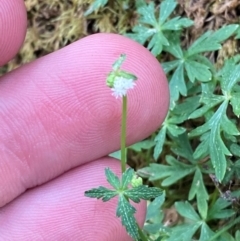 Hydrocotyle geraniifolia (Forest Pennywort) at Barrington Tops National Park - 18 Dec 2023 by Tapirlord