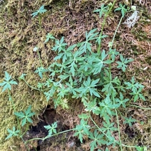 Hydrocotyle geraniifolia at Barrington Tops National Park - 18 Dec 2023