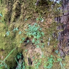 Hydrocotyle geraniifolia at Barrington Tops National Park - 18 Dec 2023